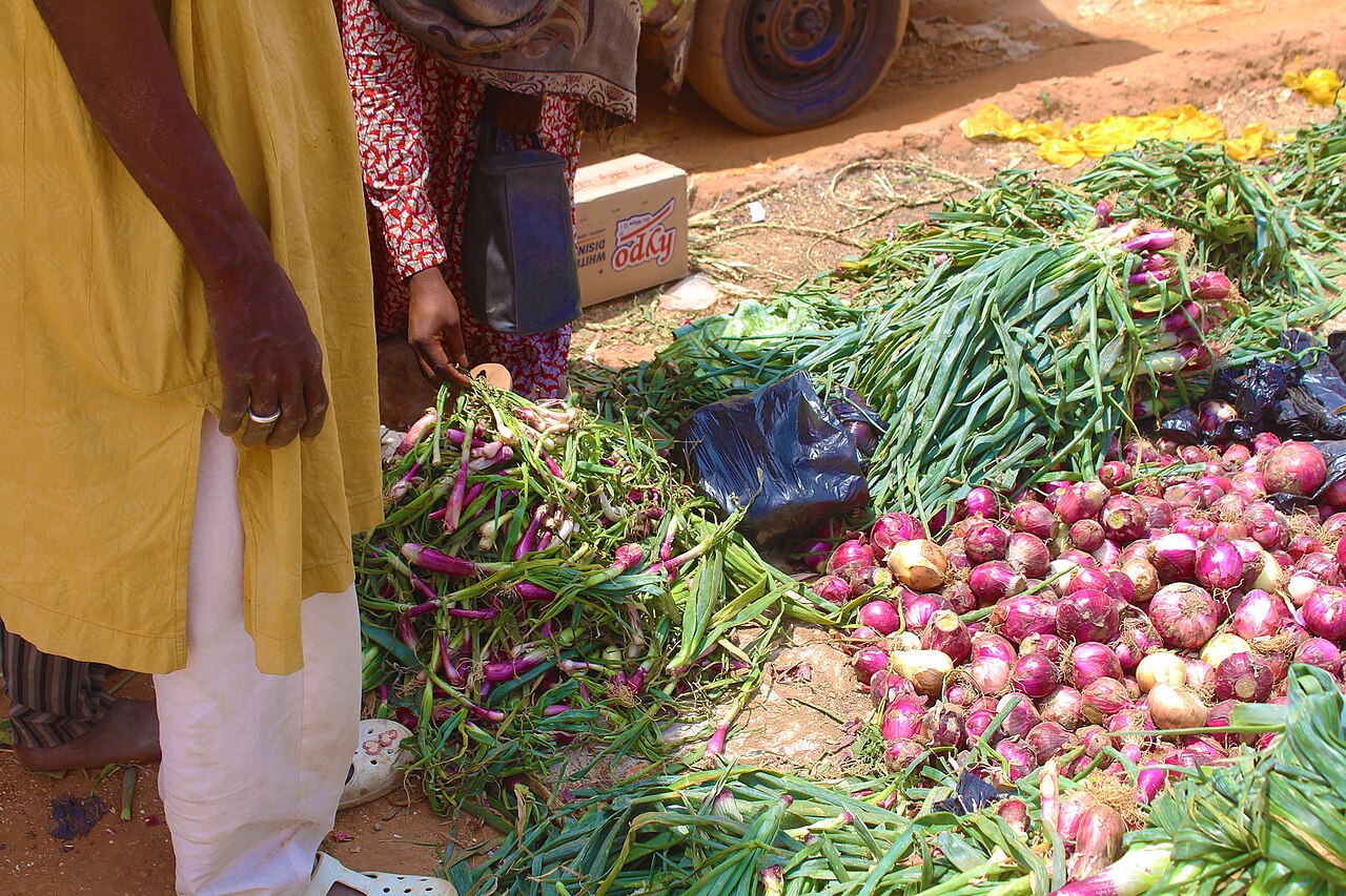 Scallion (Spring Onion)