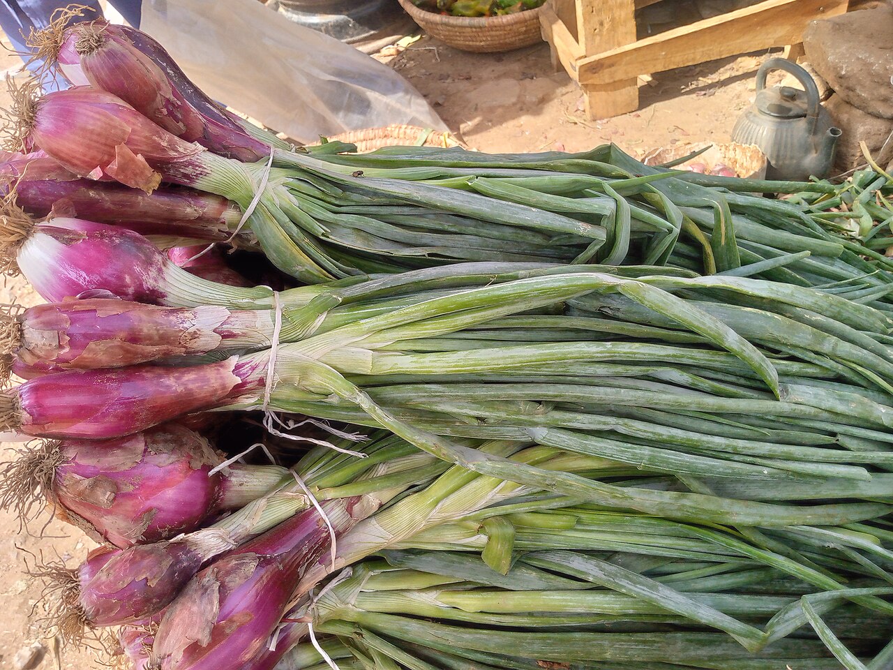 Scallion (Spring Onion)