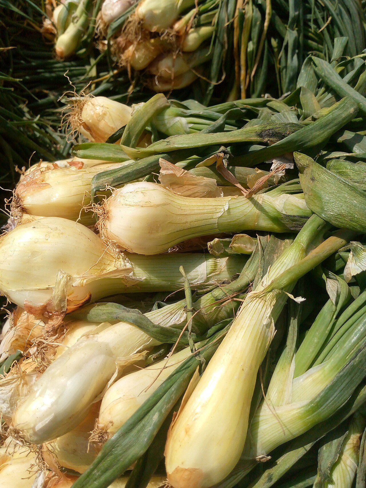 Scallion (Spring Onion)
