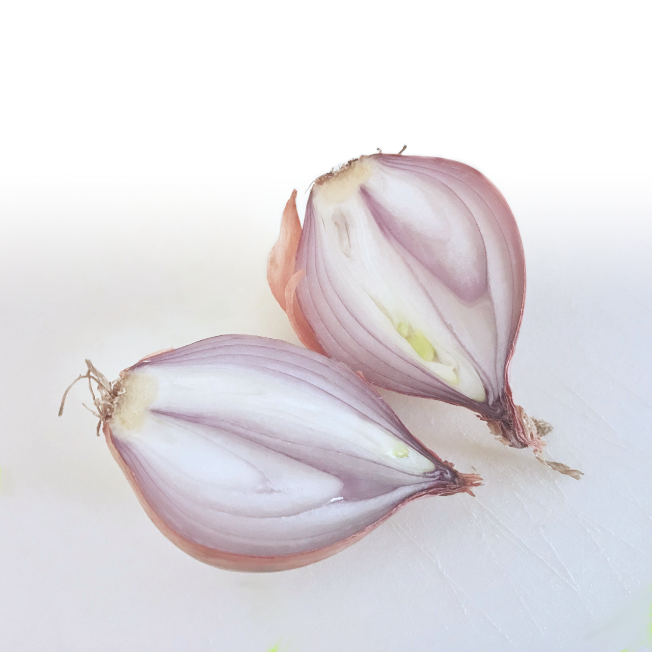 Shallot
