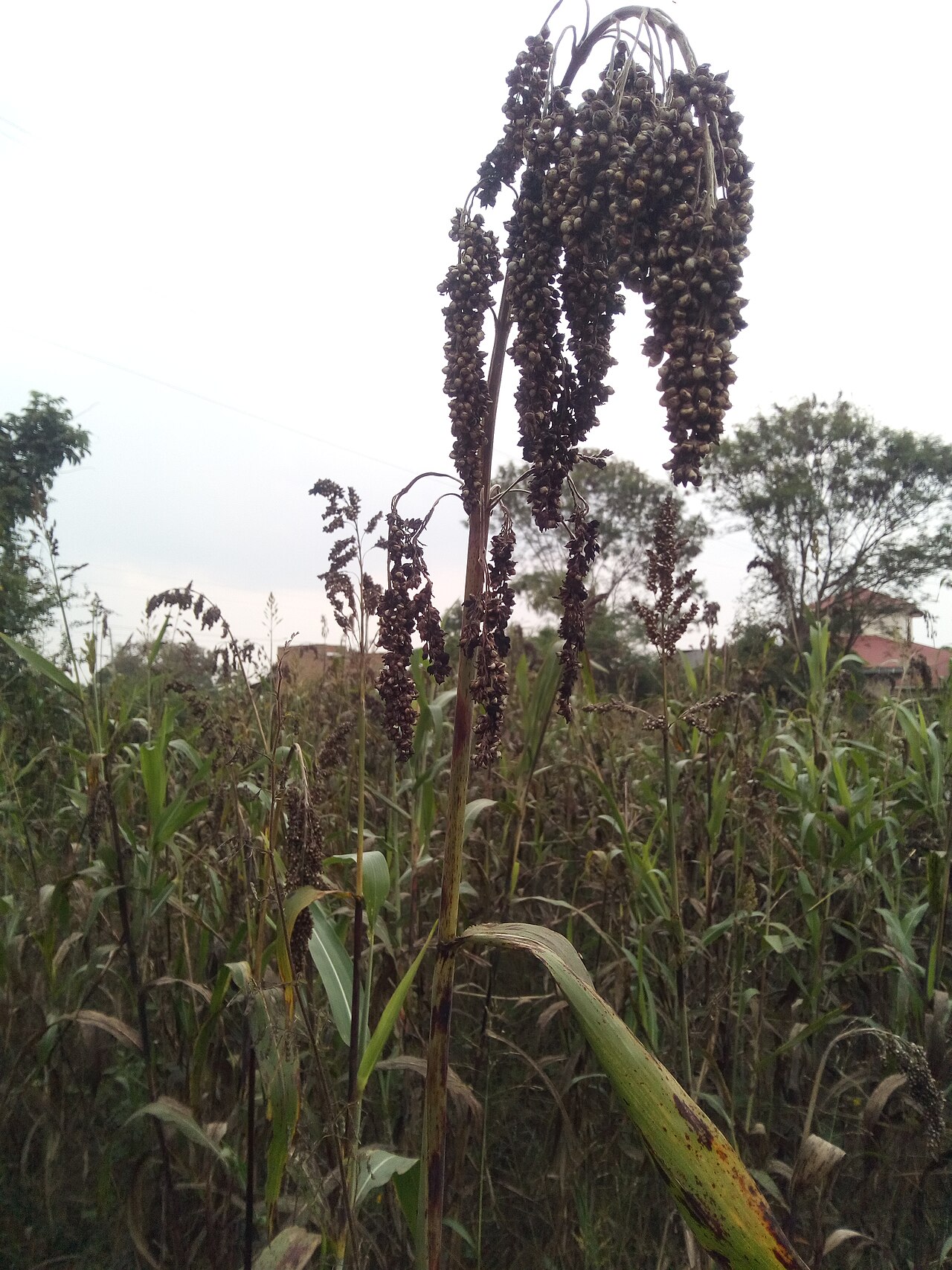 Sorghum