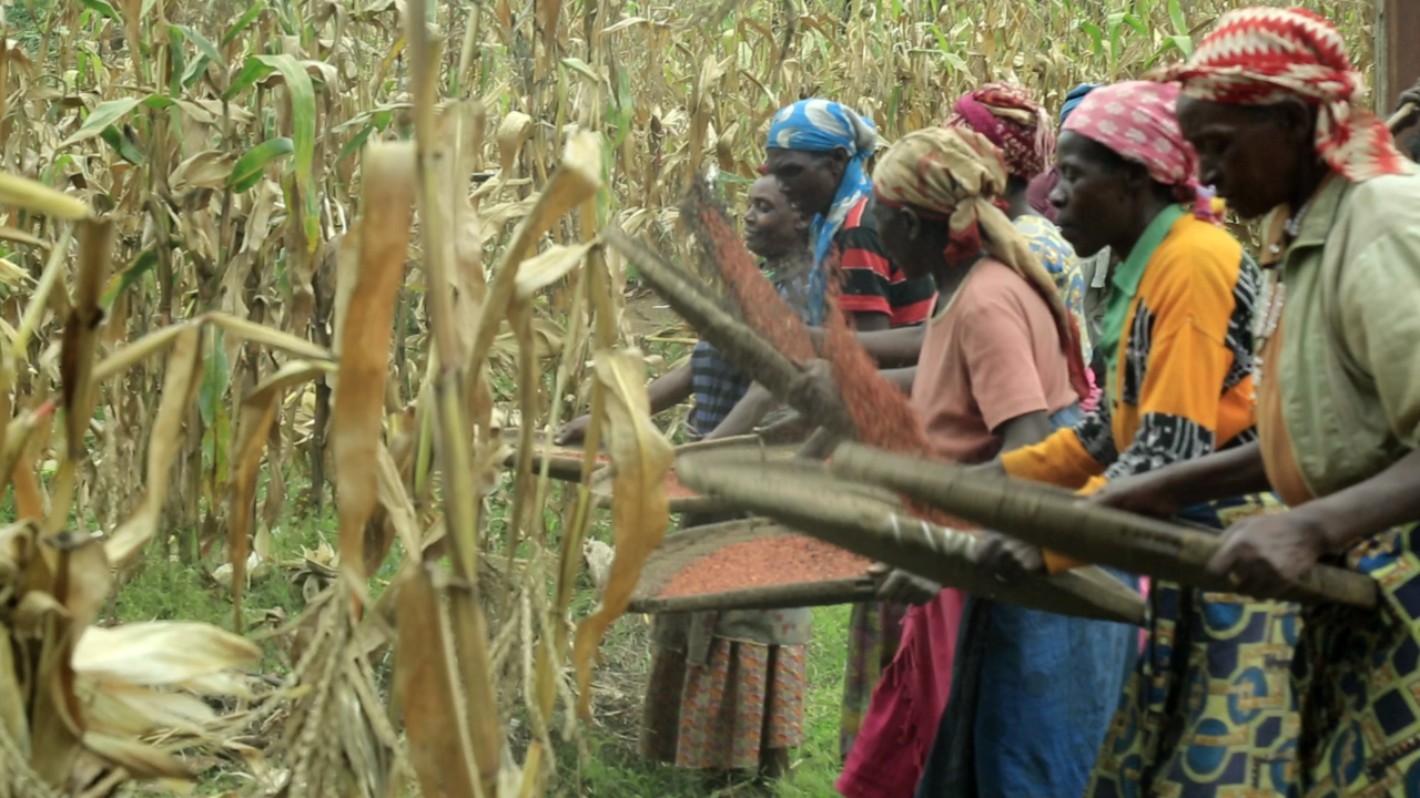 Sorghum