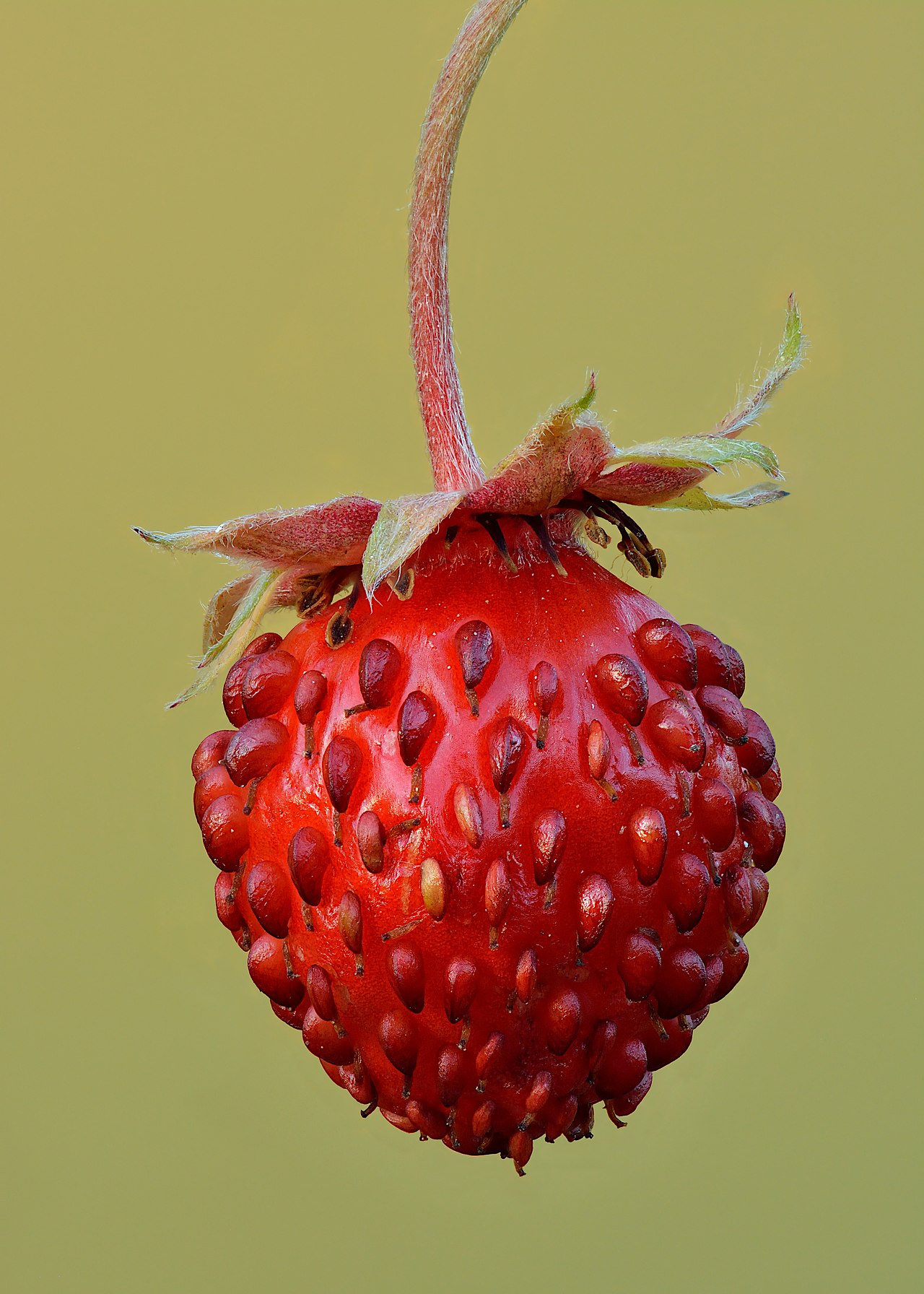 Strawberry