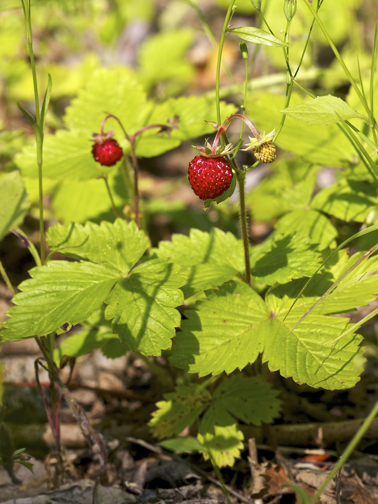 Strawberry