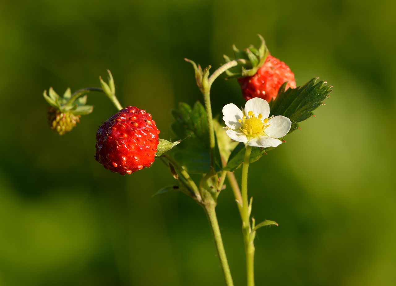 Strawberry
