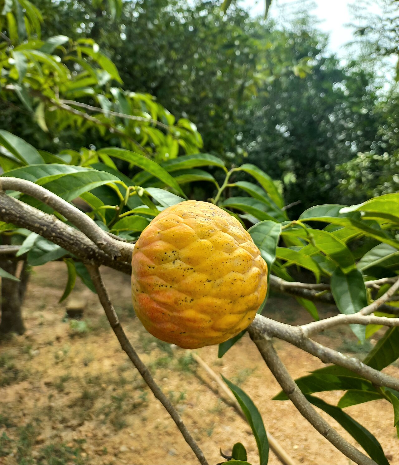 Sugar apple