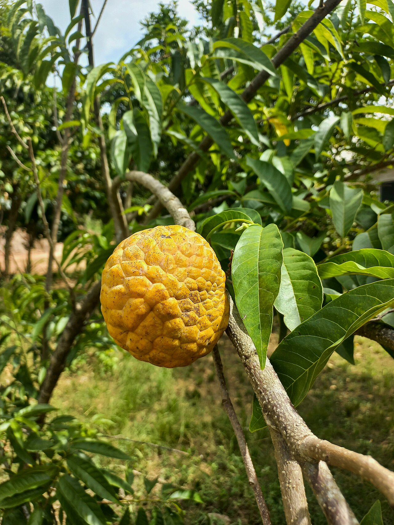 Sugar apple