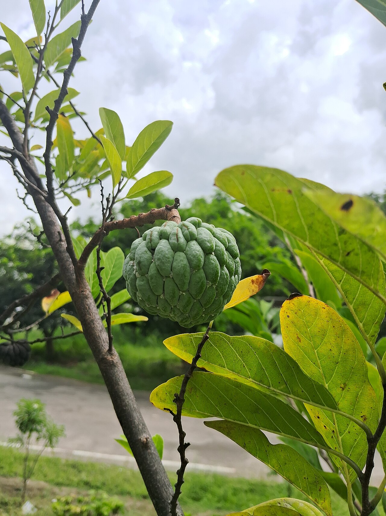 Sugar apple