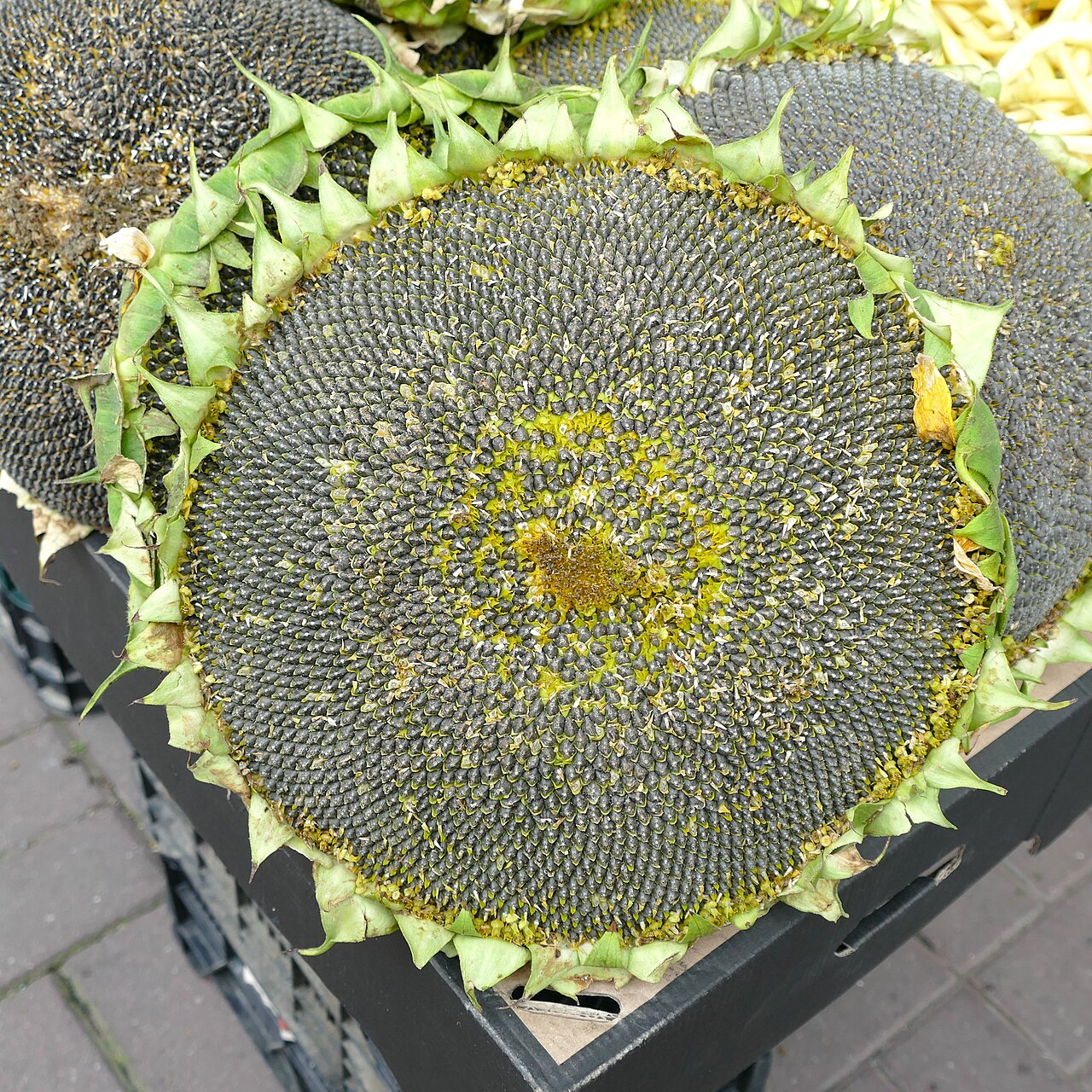 Sunflower seed