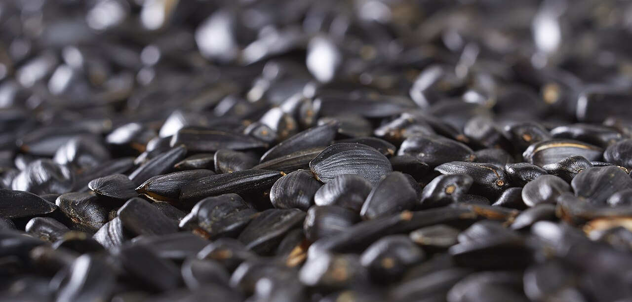 Sunflower seed
