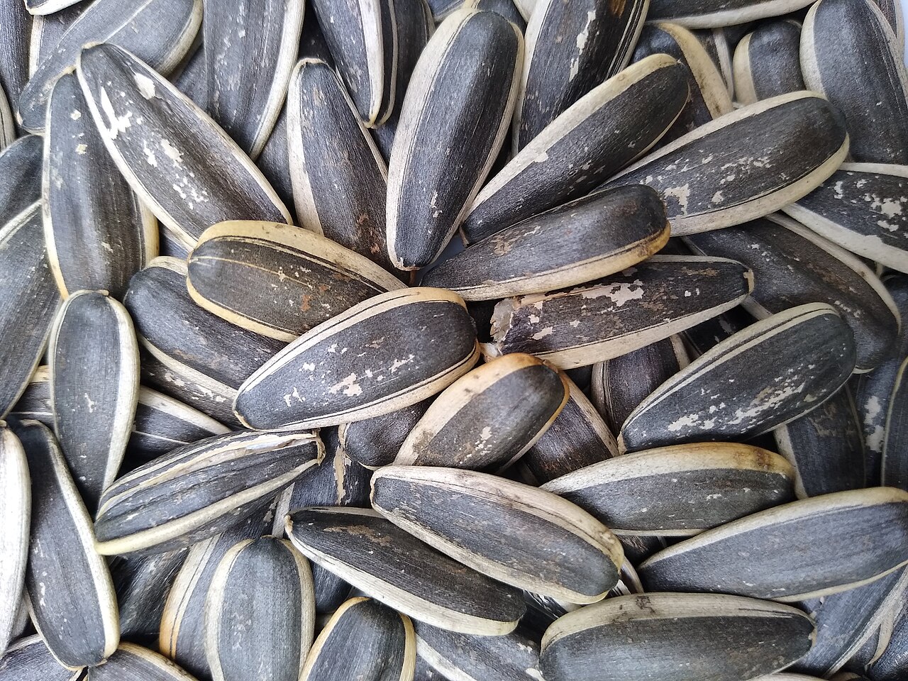 Sunflower seed