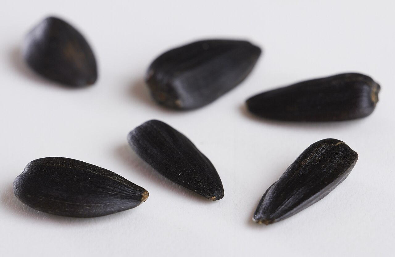 Sunflower seed