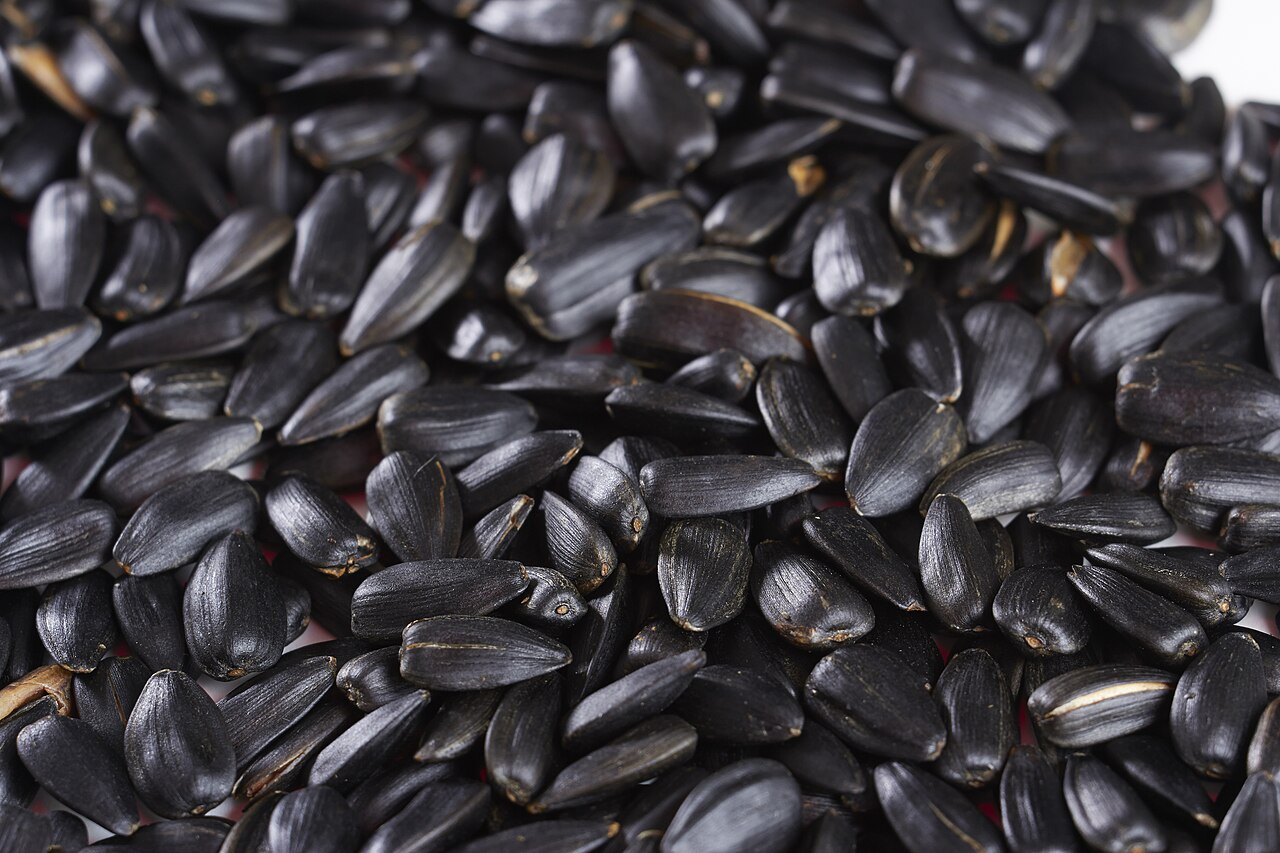 Sunflower seed