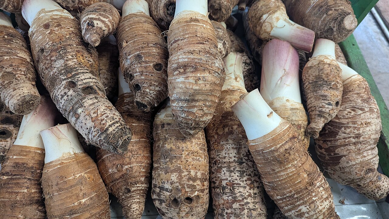 Taro