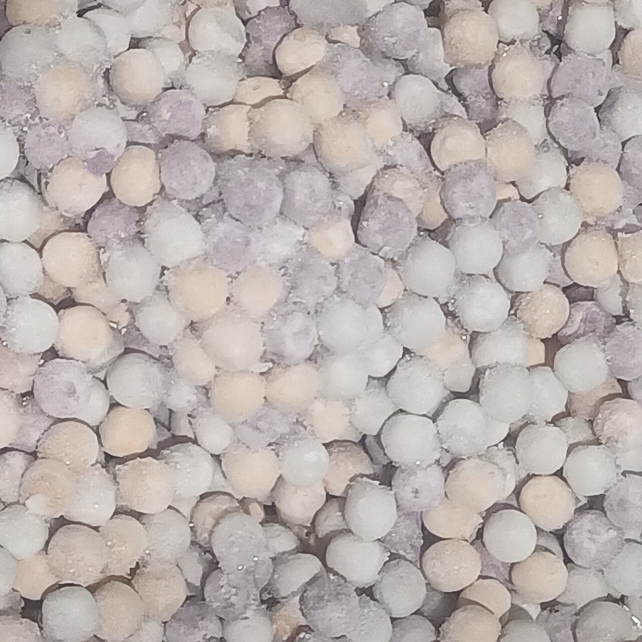 Taro