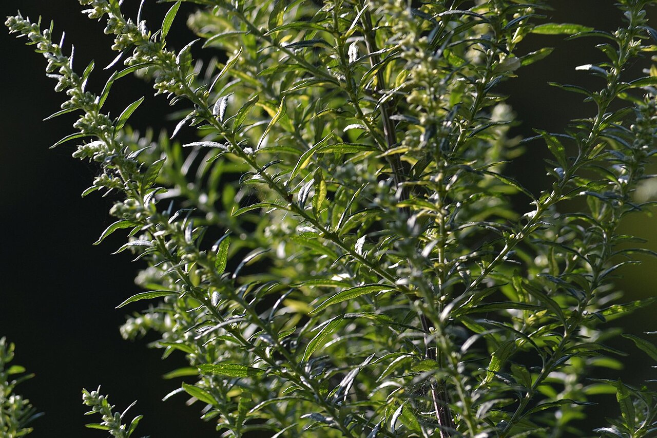 Tarragon