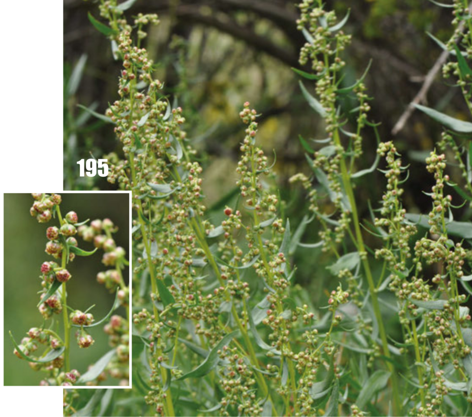 Tarragon
