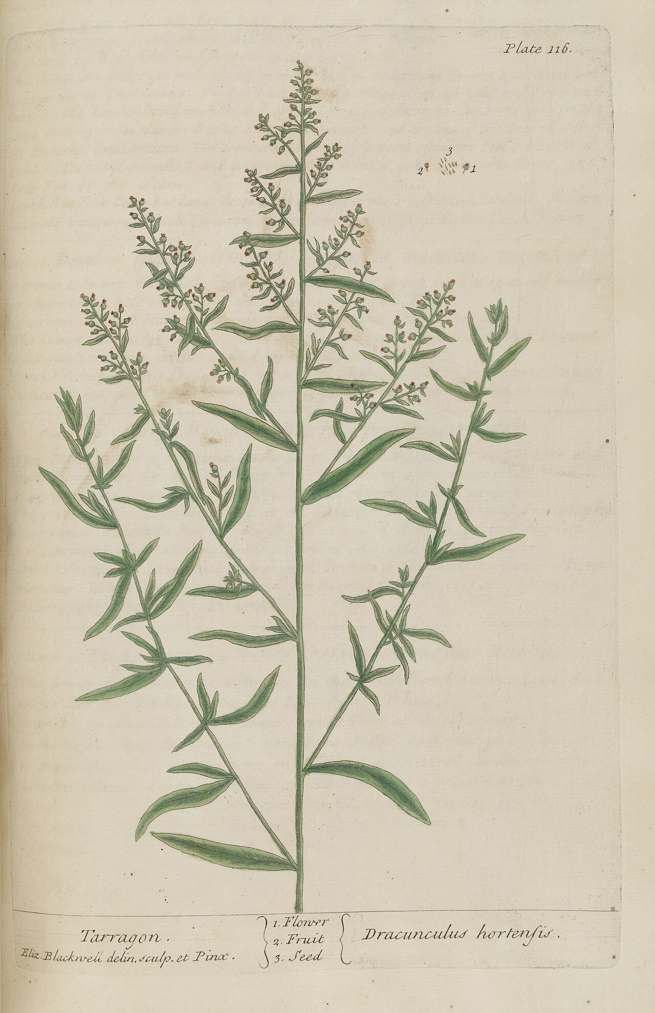Tarragon