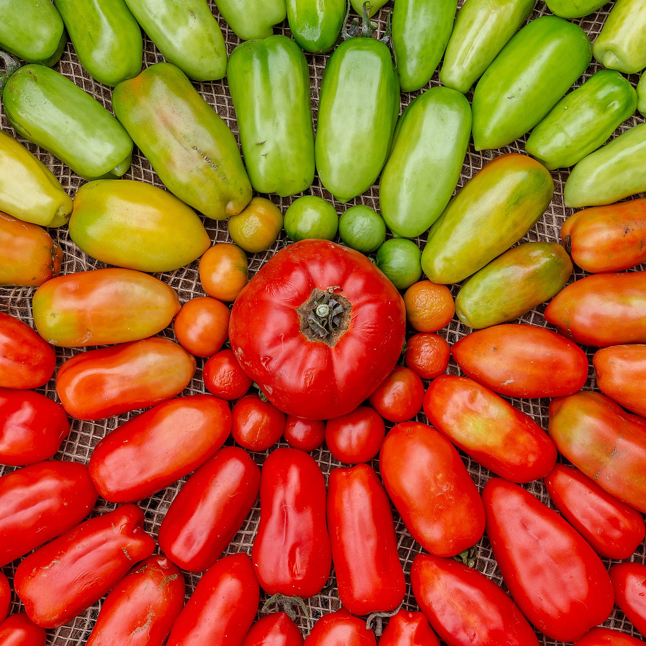 Tomato