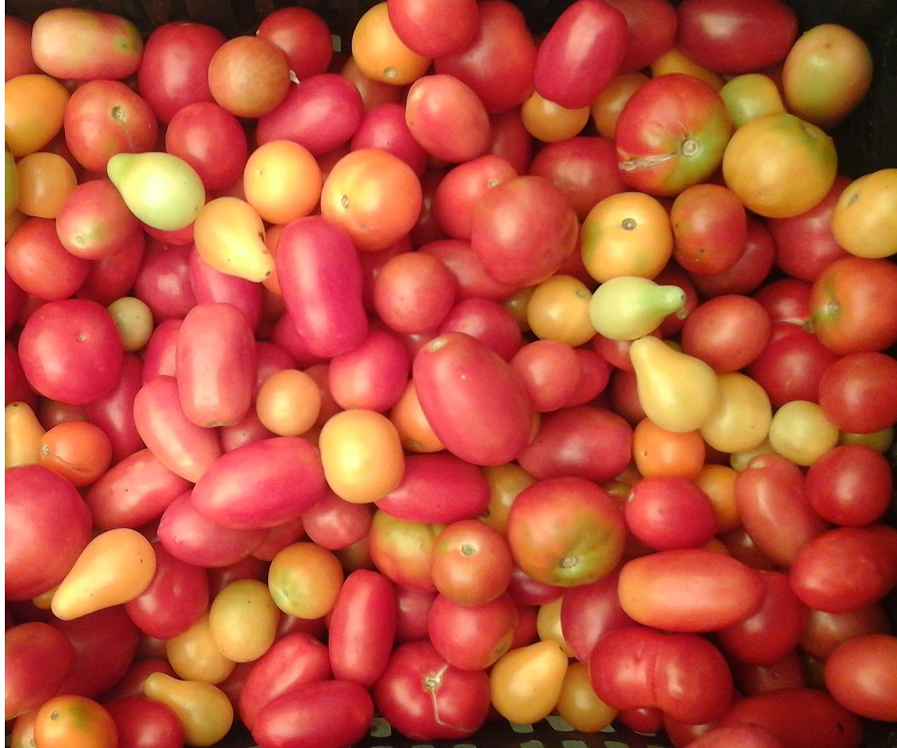 Tomato