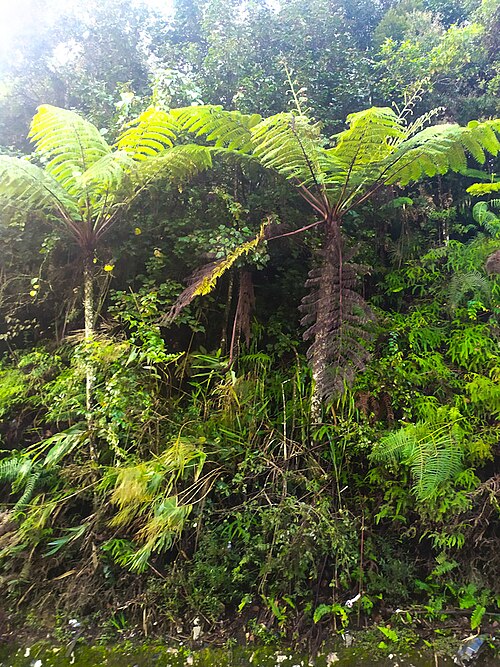 Tree fern pith (traditional)