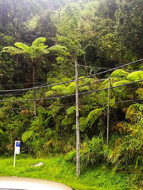 Tree fern pith (traditional)