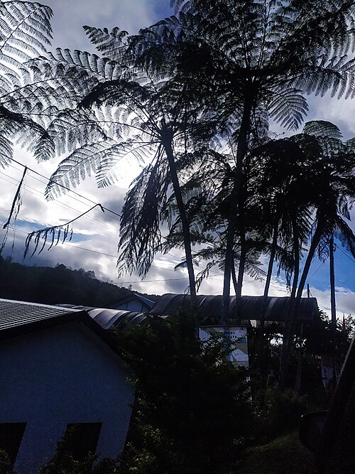 Tree fern pith (traditional)