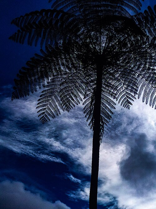 Tree fern pith (traditional)