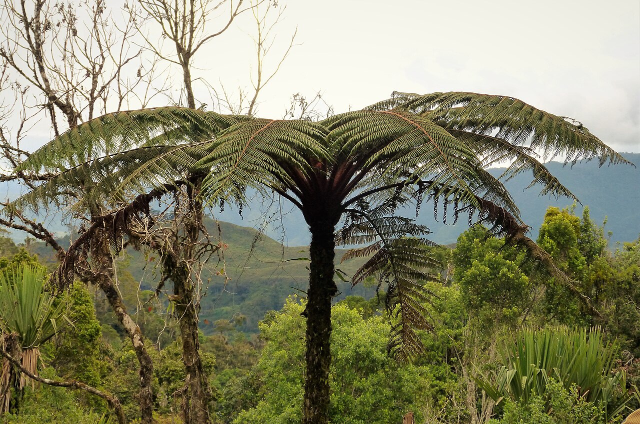 Tree fern pith (traditional)