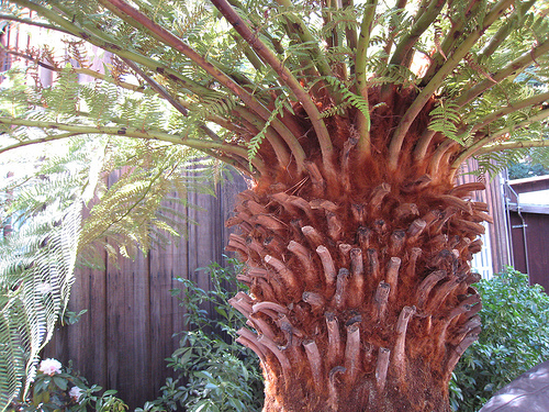 Tree fern pith (traditional)