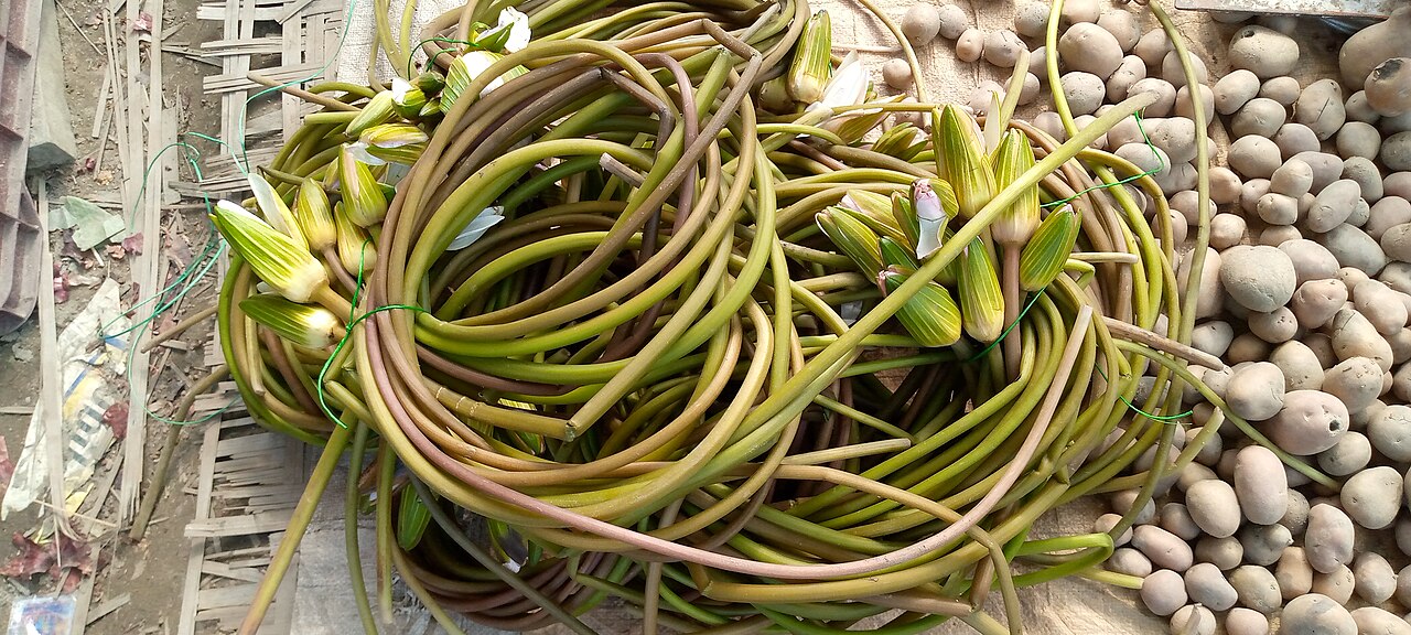 Water lily tubers