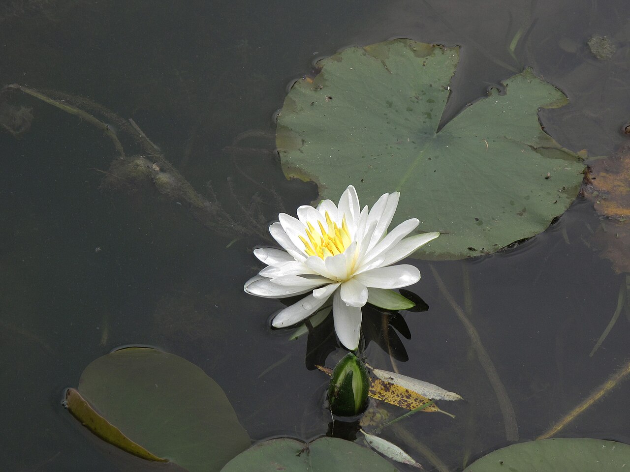 Water lily tubers