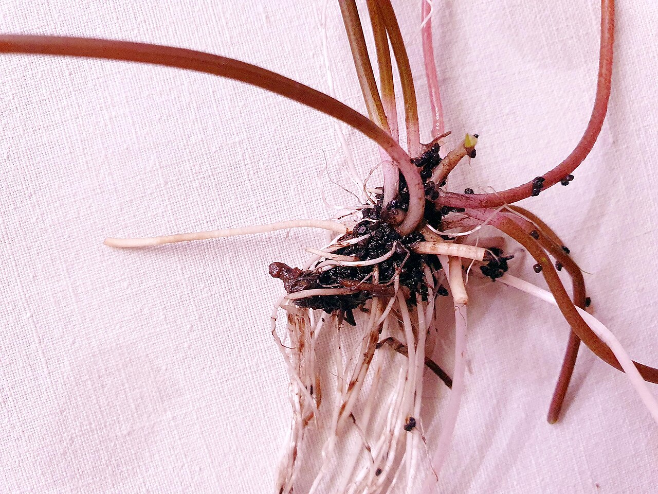 Water lily tubers