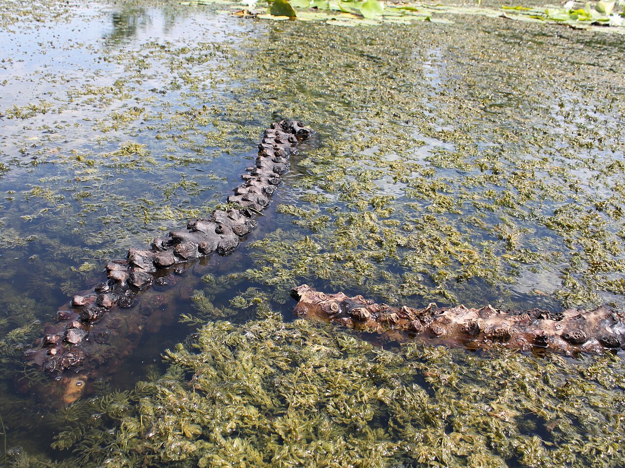 Water lily tubers