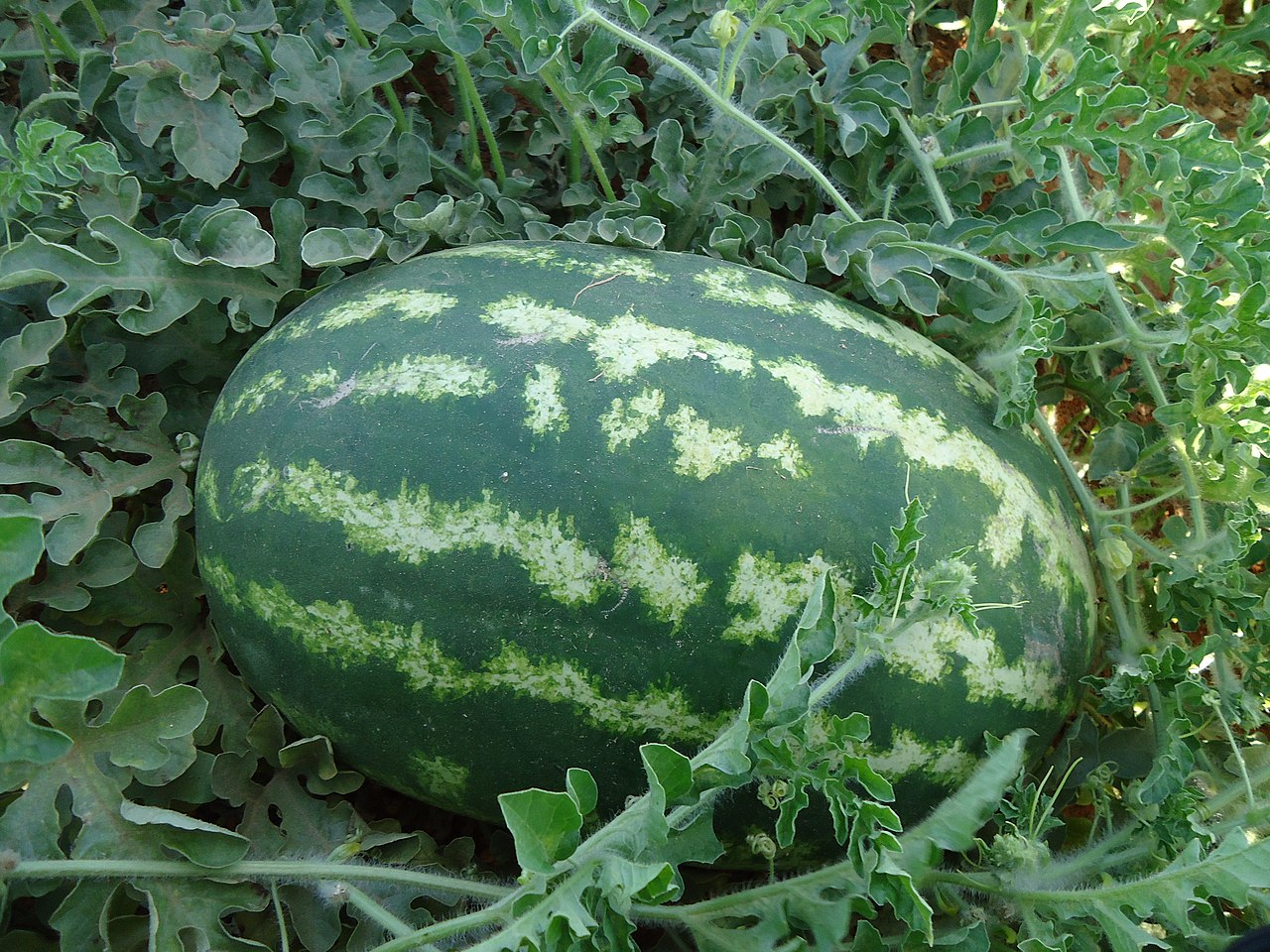 Watermelon