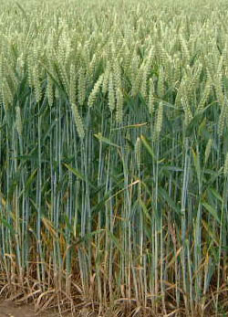 Wheat