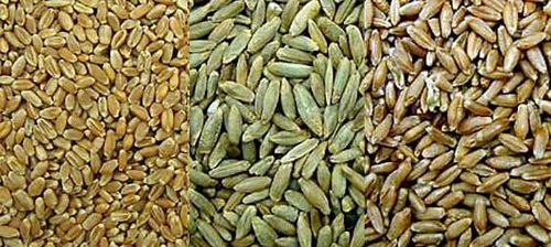 Wheat