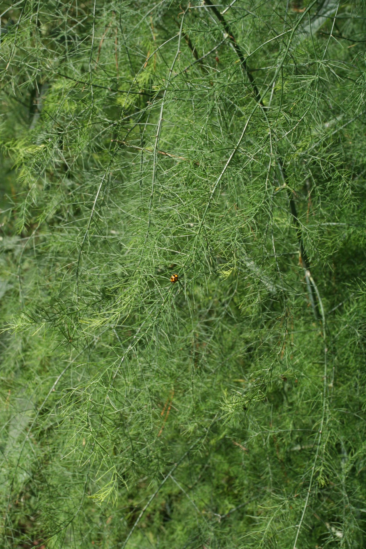 Wild asparagus shoots