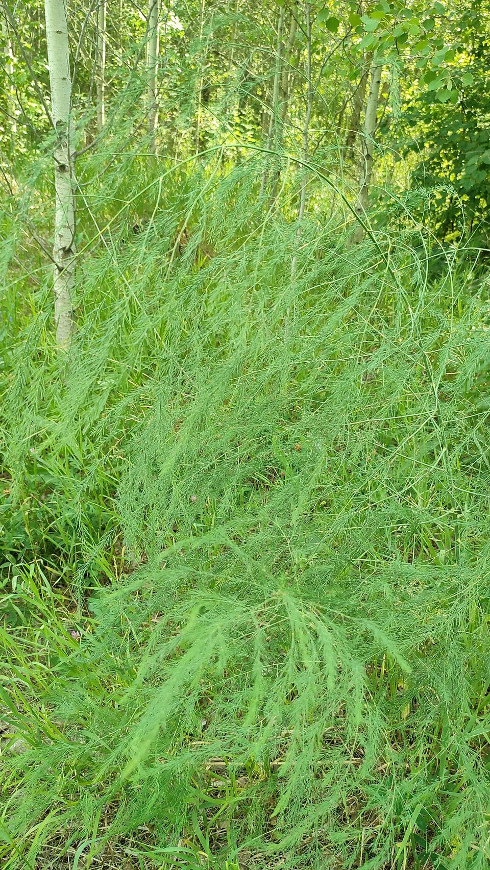Wild asparagus shoots