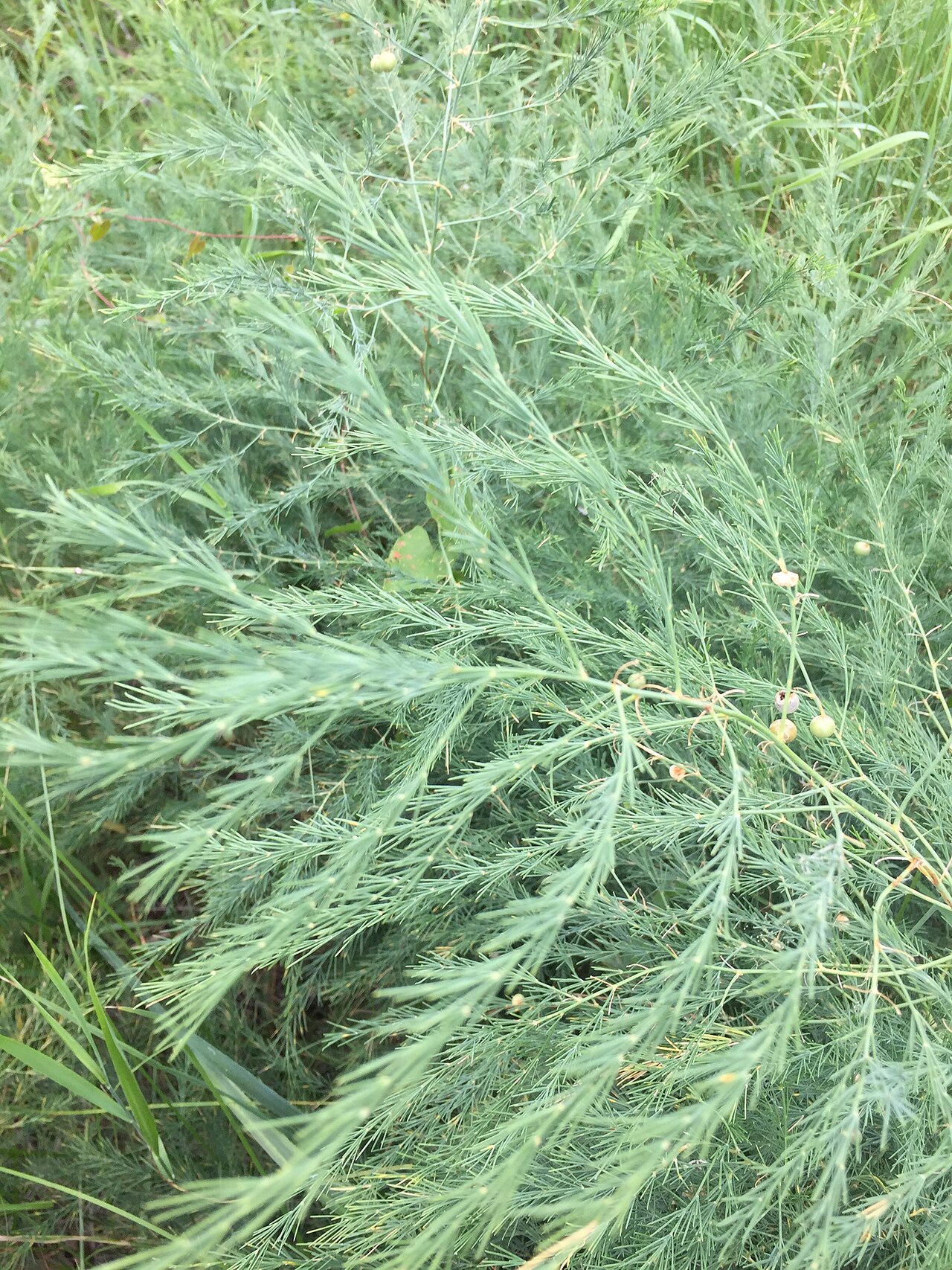 Wild asparagus shoots