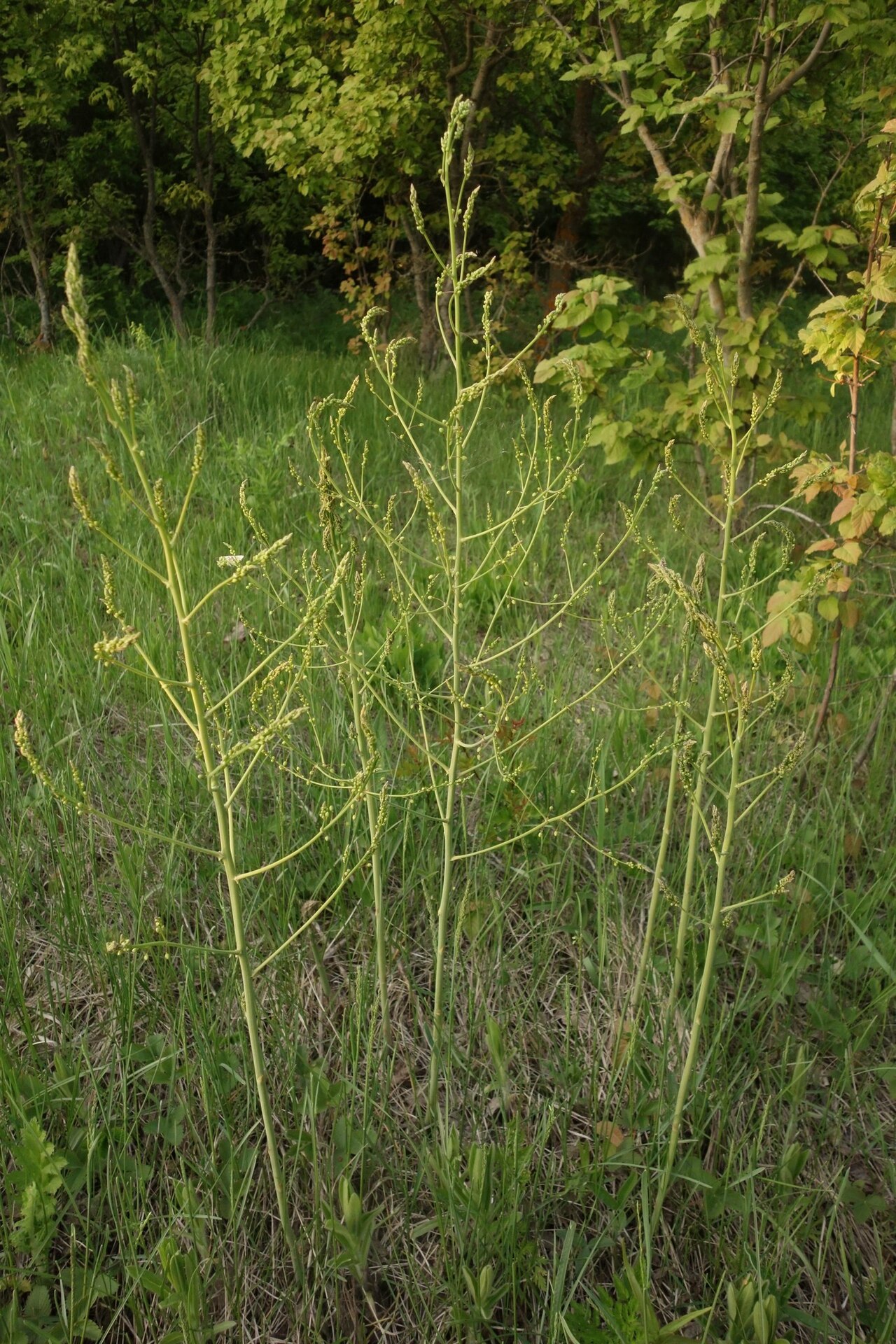 Wild asparagus shoots