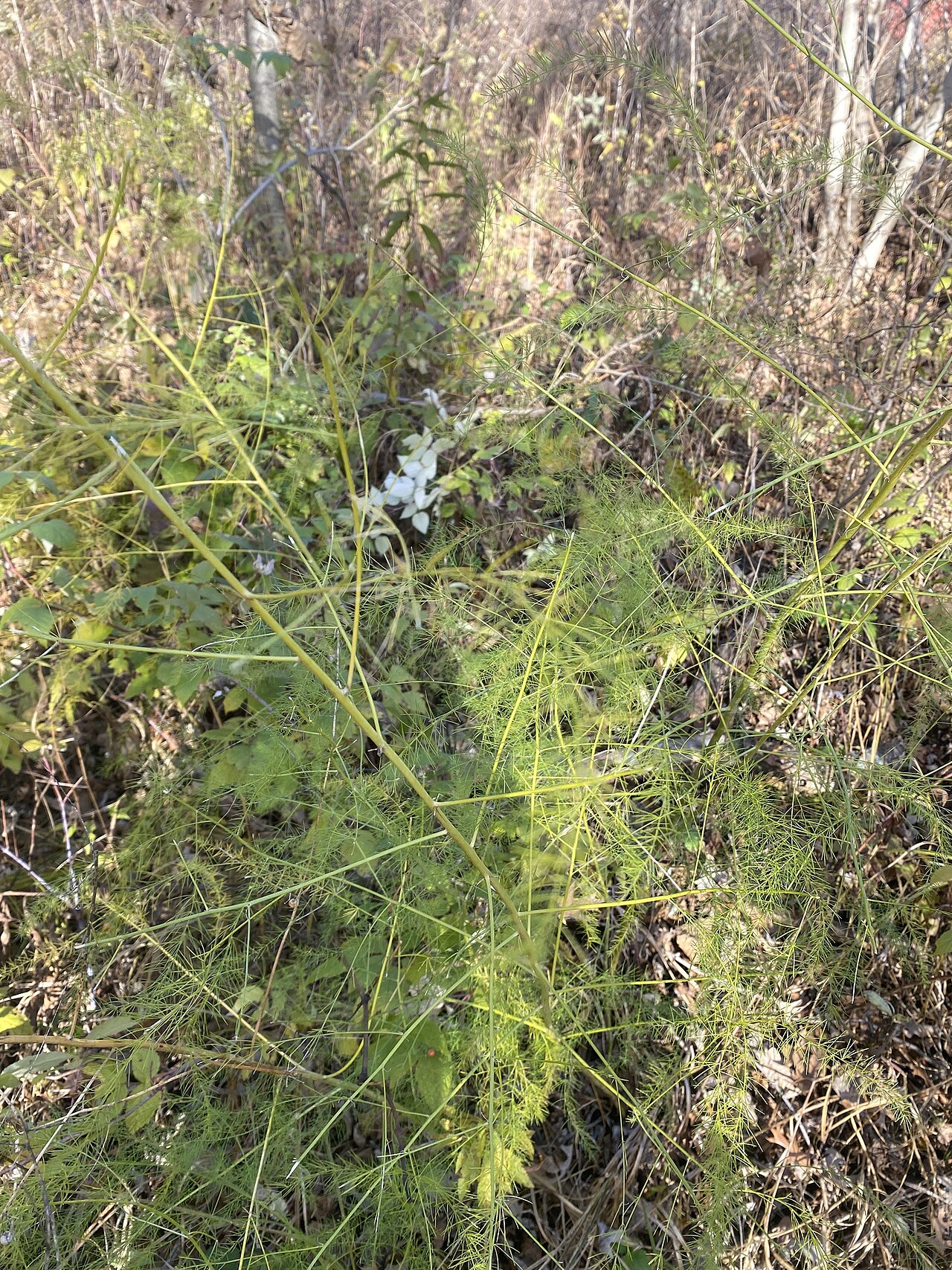Wild asparagus shoots