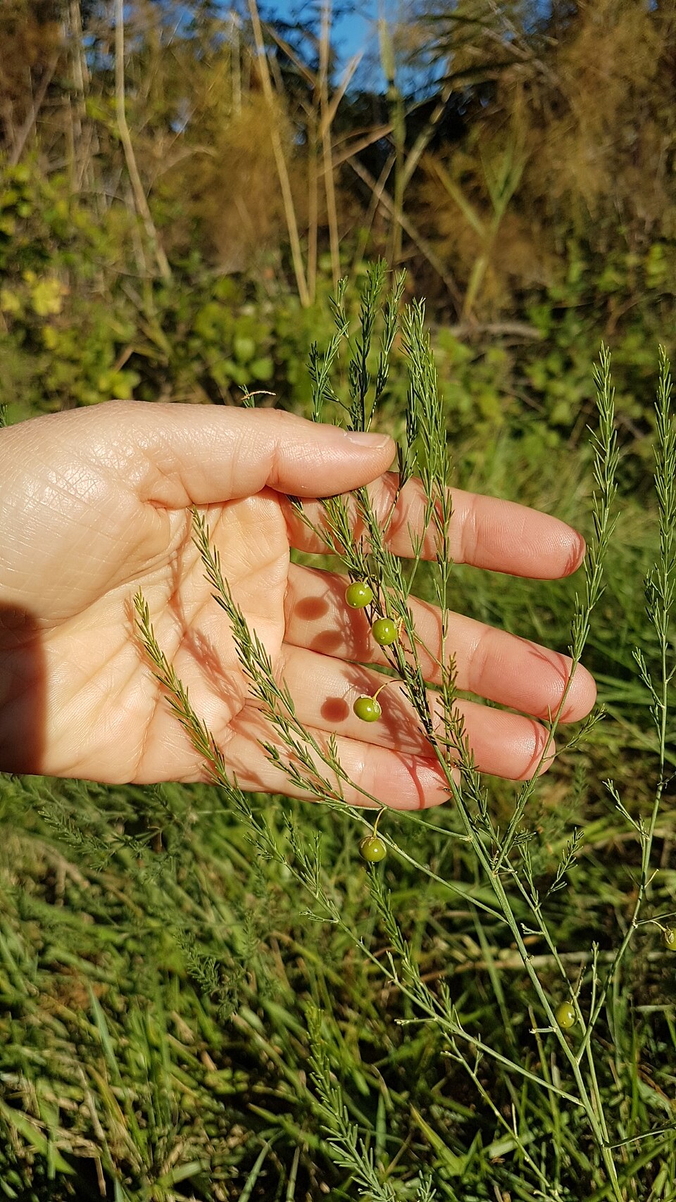 Wild asparagus shoots