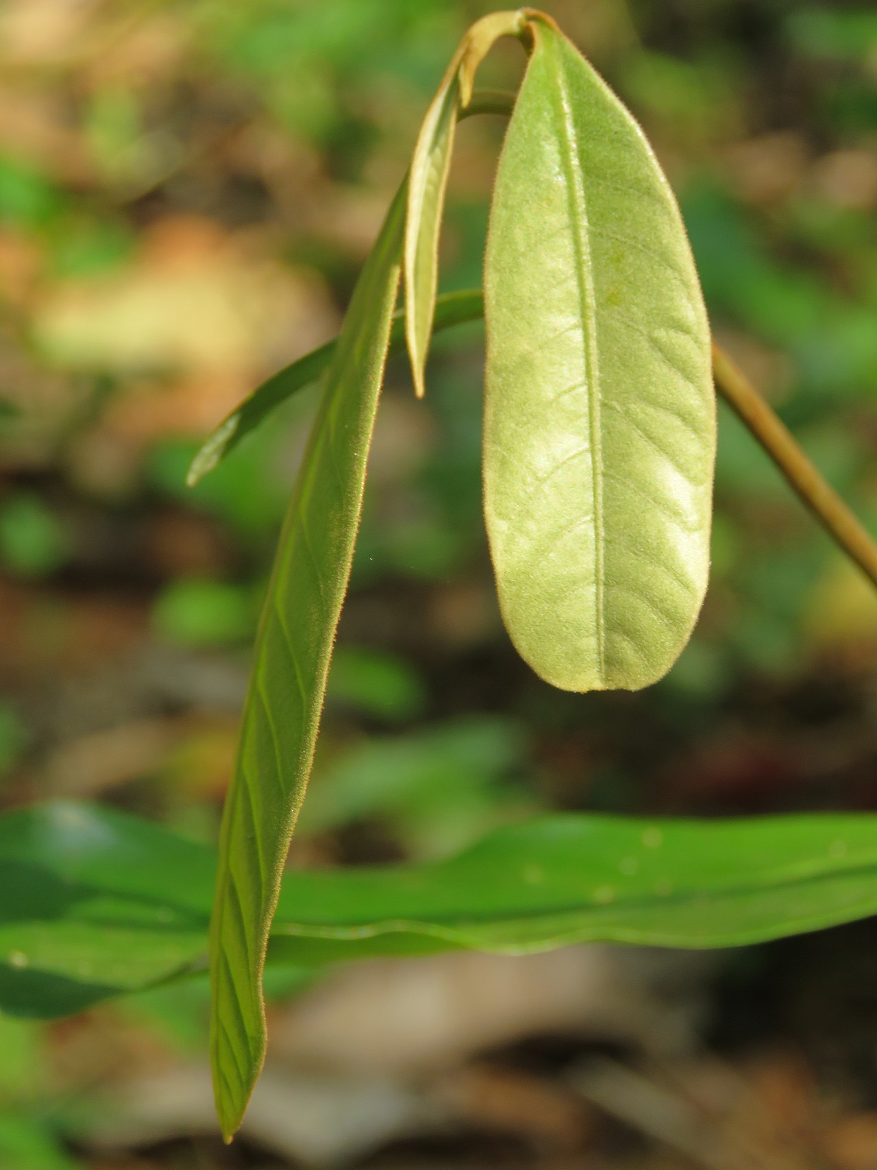 Wild nutmeg