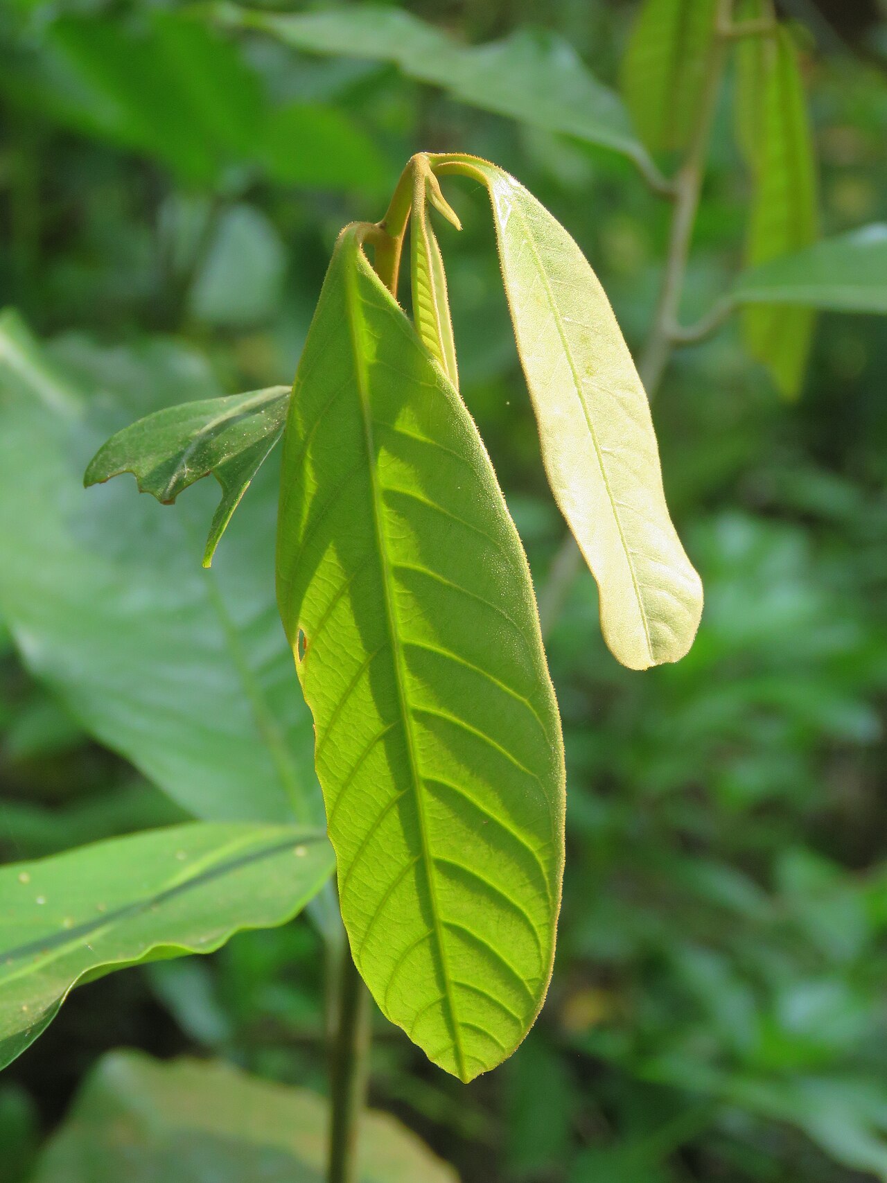 Wild nutmeg