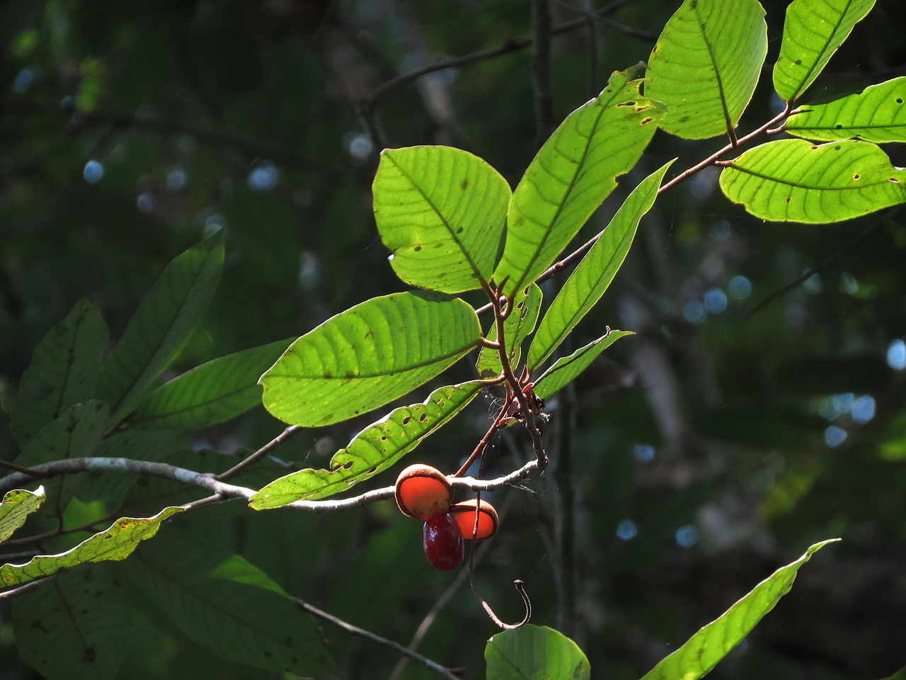 Wild nutmeg