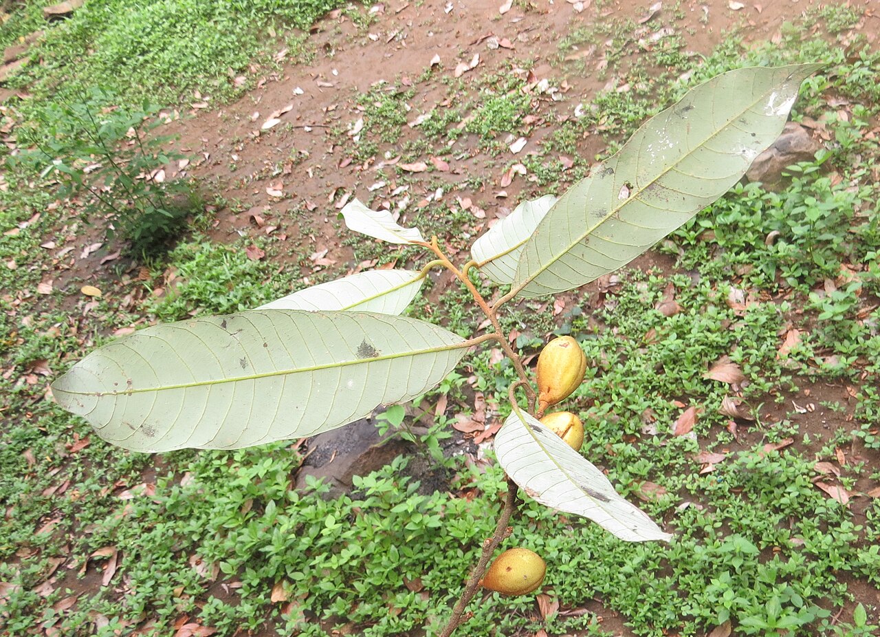 Wild nutmeg