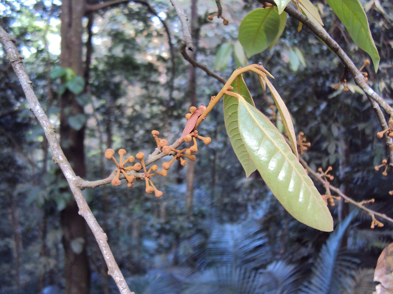 Wild nutmeg