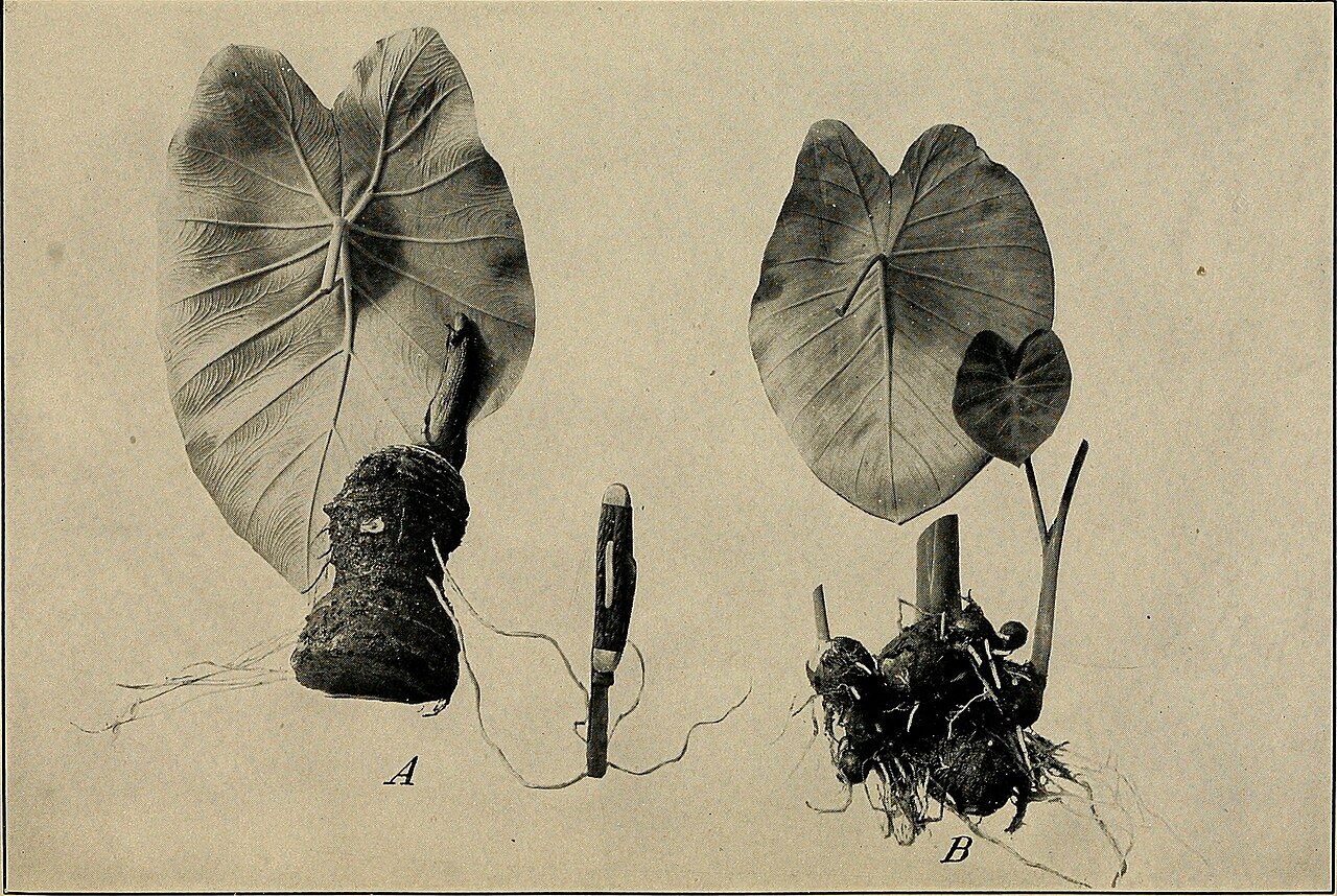 Yautia (Malanga)