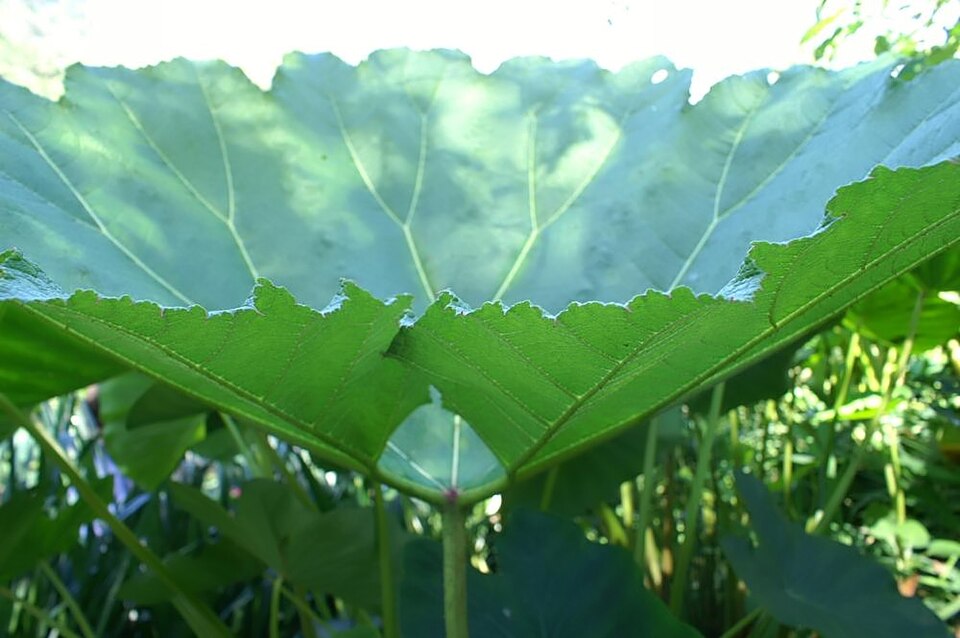 Yautia (Malanga)